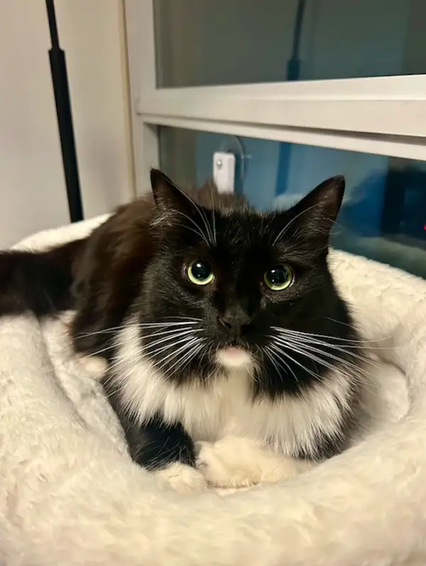 Bartholomew, my sweet rescue cat from Hamilton, ON