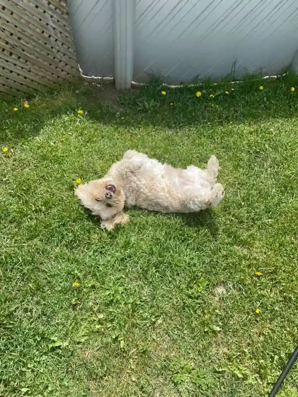 dog having fun and rolling in the grass
