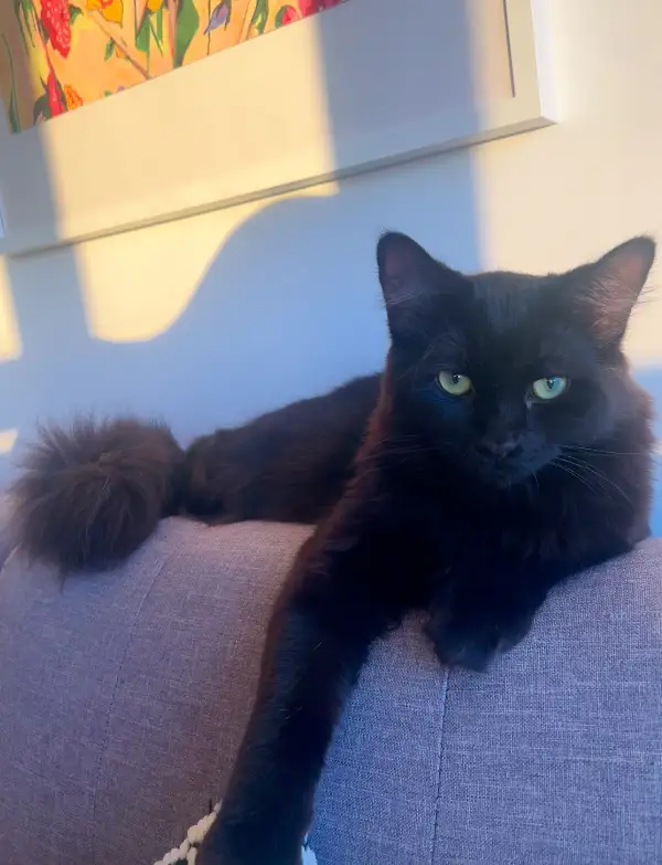 Golden Hour with Ollivander at home in Burlington, Ontario