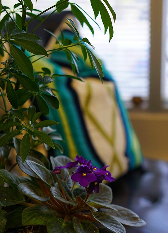 House plant