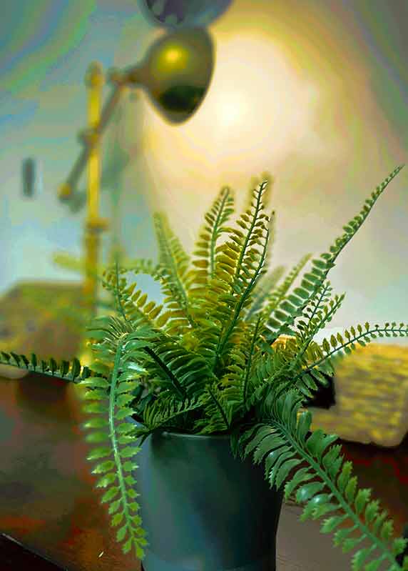 Indoor fern plant
