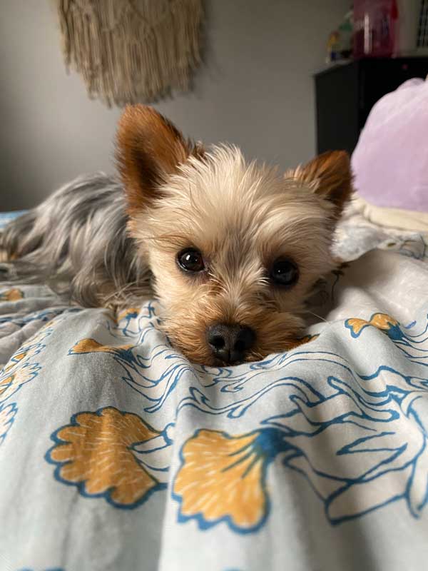 Yorkshire terrier on a bed
