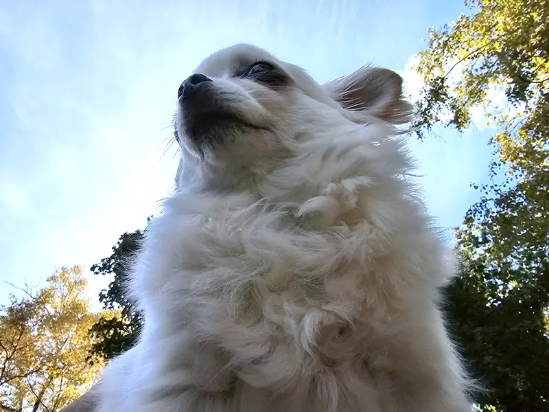 A fluffy white dog is viewed from below against a blue sky, surrounded by trees with green and yellow leaves.