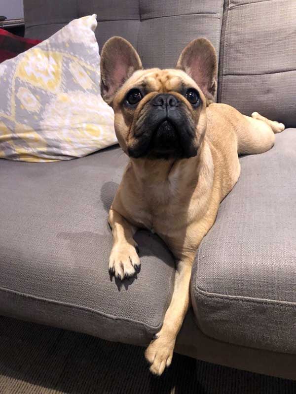 French pug on sofa