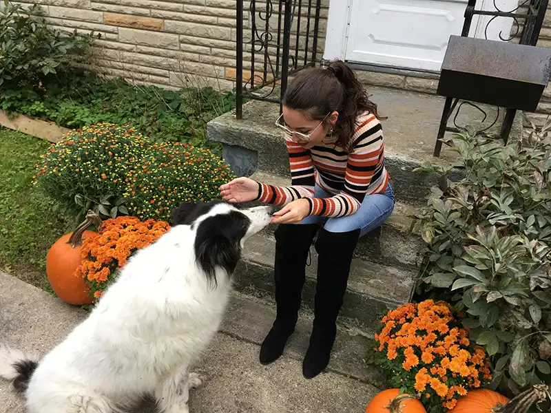 A person interacts with a white and black dog on a stoop surrounded by pumpkins and orange flowers, creating a cozy autumn scene.
