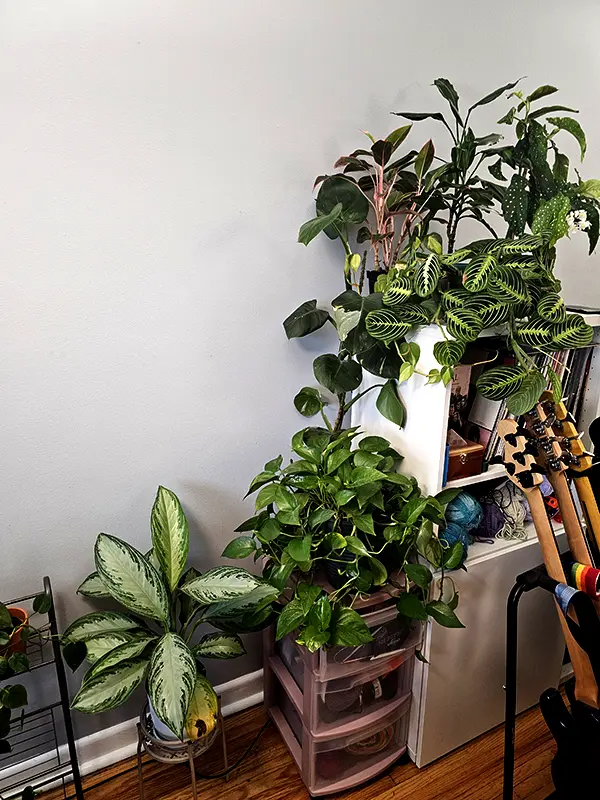 A room corner filled with various green indoor plants, a white shelf holding books, and guitars leaning against it. Wooden floor visible.