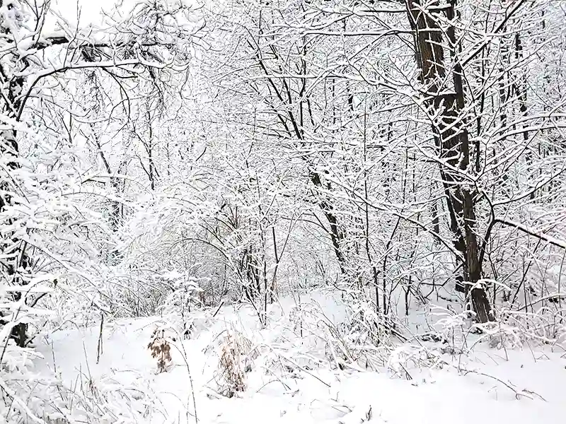 A snow-covered forest scene with intricate, white-coated branches creating a serene, wintry atmosphere. No landmarks or people present.