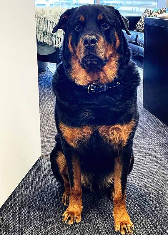 Large Dog